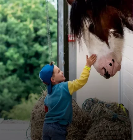 Child petting Finn, our large Clydesdale horse